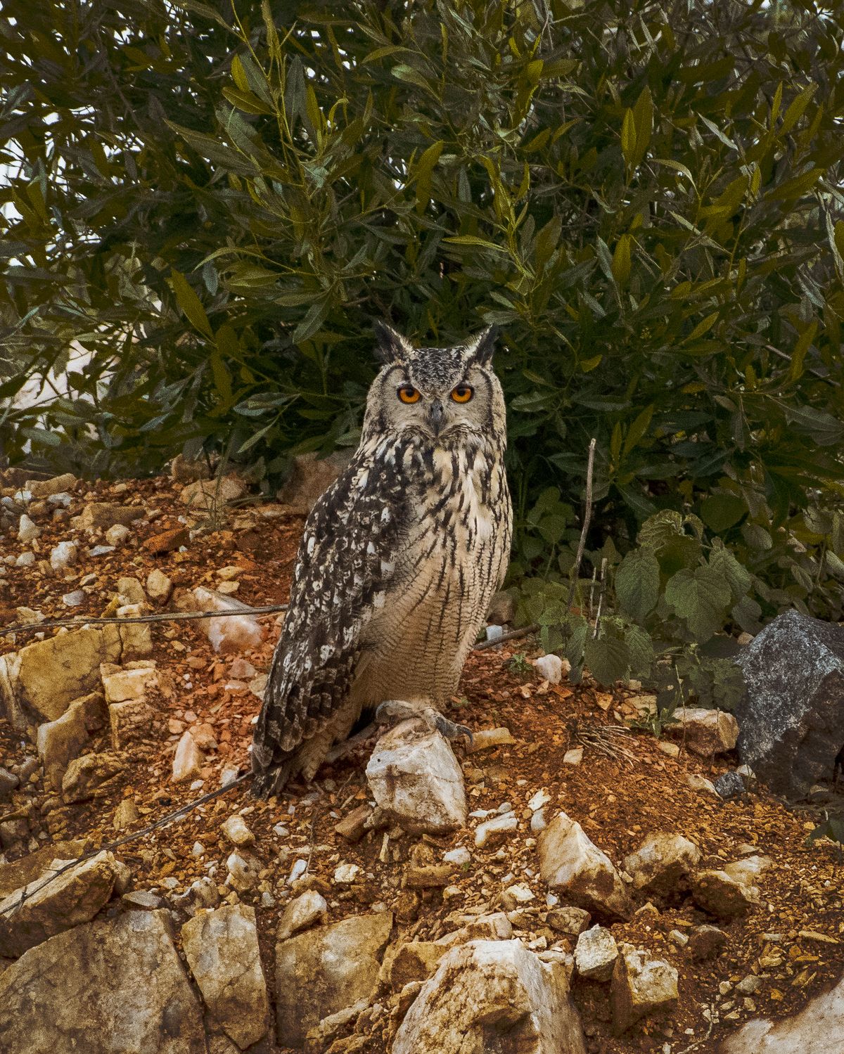 Indian eagle owl (6)